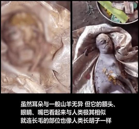 印度山羊宝宝长出人脸,出生10分钟就夭折 当地村民认为是祖先重生