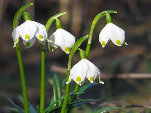 雪片莲还是雪滴花