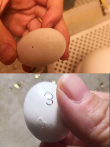 禽类孵化实验对比