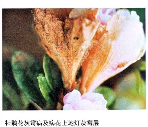 杜鹃花灰霉病