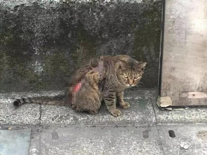 为了抓到虐猫的变态,他们竟悬赏20w,不逮捕凶手不罢休!