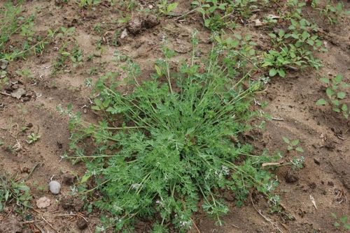 治咽喉炎,气管炎,目赤肿痛及伤风感冒. 4,苦地丁 coryda