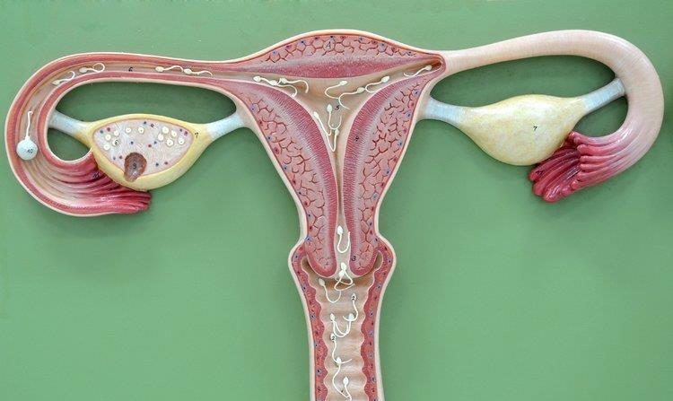 子宫内膜多少才叫薄?低于这个数,你"生育力"堪忧了