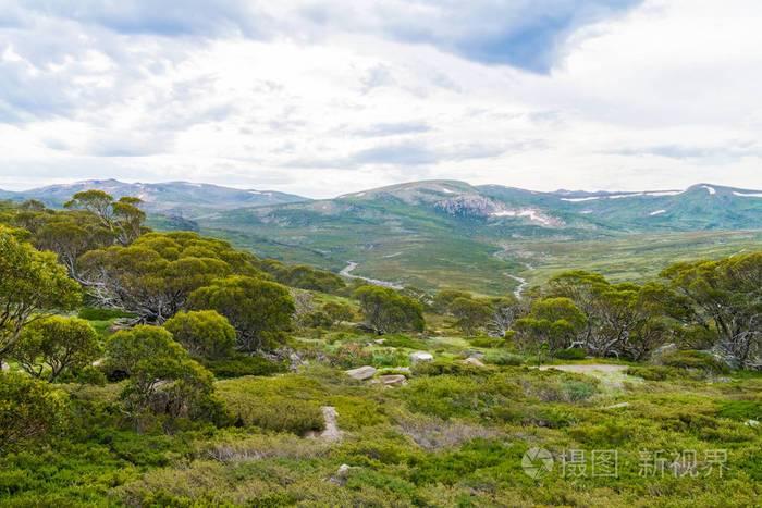 澳大利亚新南威尔士州kosciuszko国家公园的澳大利亚本土植被植物和