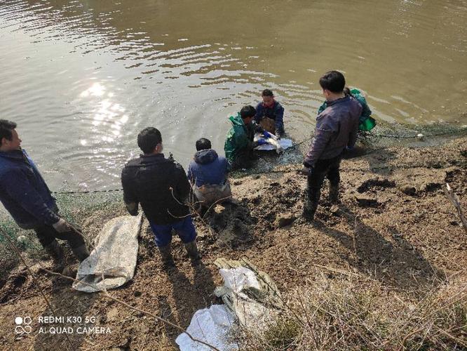 年终鱼塘捞鱼,谈笑中丰收年!