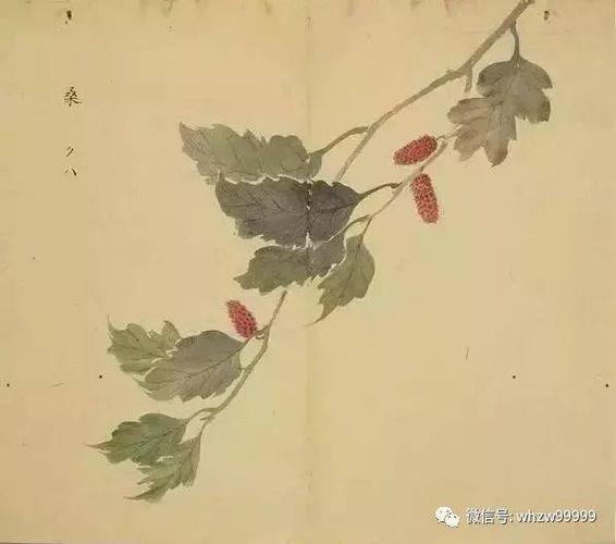 《诗经·唐风·椒聊》:"椒聊之实,蕃衍盈升.彼其之子,硕大无朋.