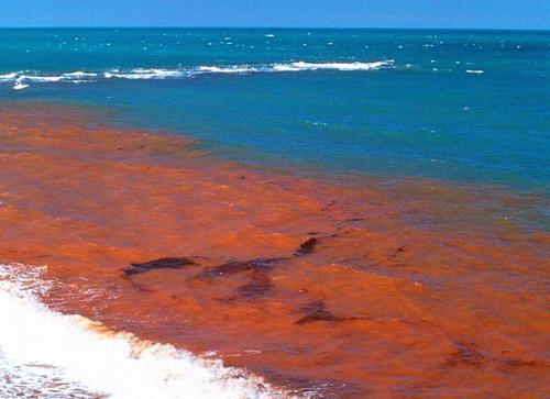赤潮的出现仿佛大自然无声的控诉,我们应该保护我们的
