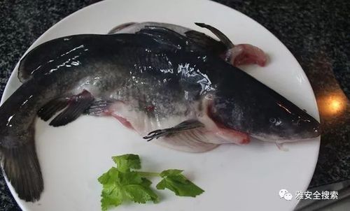 188元吃鱼火锅我在雅安伏龙巷等你