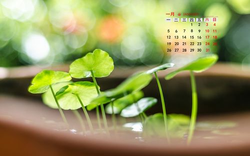 2015年1月日历壁纸精选大自然清新好看的绿色植物高清素材图片(四)