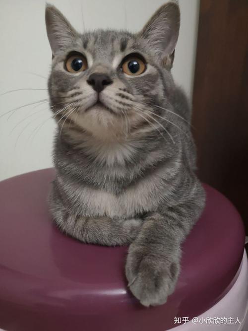 我的红虎斑曼基康配普通蓝猫,就出了蓝虎斑.