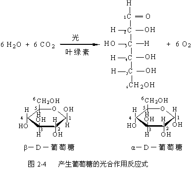 分子中含α一1,4键,α一1,6键,少量α一1,3键和α一1,2键,其主要成份