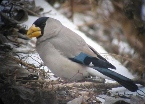 蜡嘴与铜嘴的区别