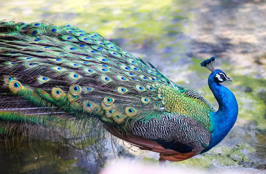 孔雀图片大全大图_孔雀图片大全