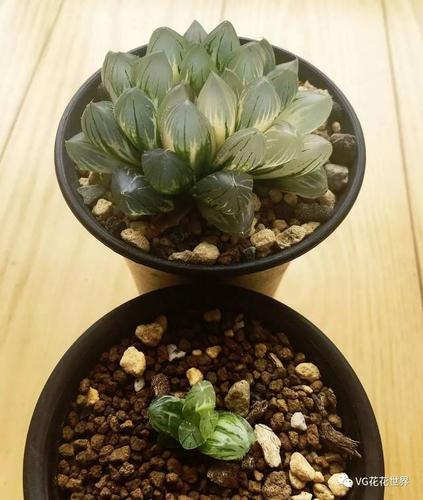 10.寿-阿寒湖标准株母本13.2cm叶幅3.8cm