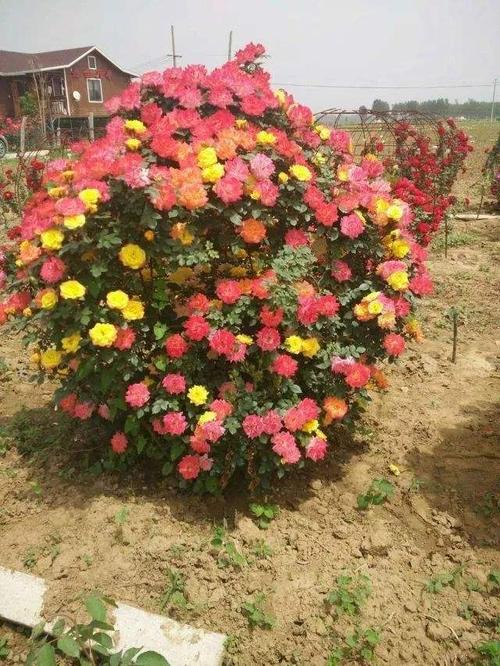 蔷薇花苗造型花球藤本月季小女孩藤彩虹花球造型别墅造型盆栽