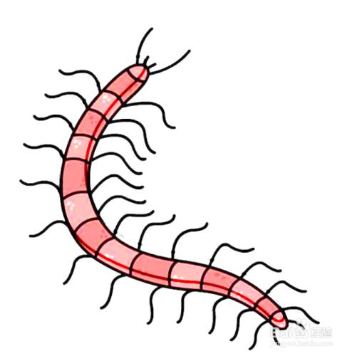 如何画蜈蚣的简笔画?