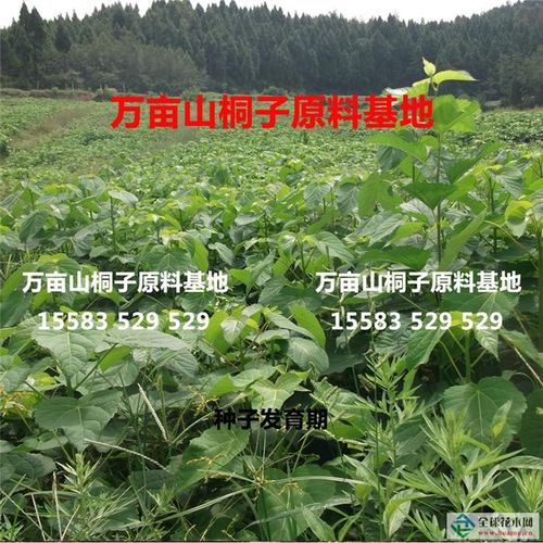 广元市昭化区桐生山桐子种植专业合作社