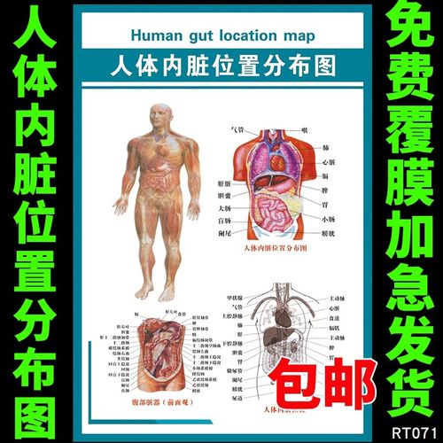 医院人体器官结构解剖图挂图腹部脏器前面观人体内脏位置分布图