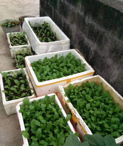 泡沫箱种菜无毒,泡沫箱种菜没毒,泡沫箱种菜非常好