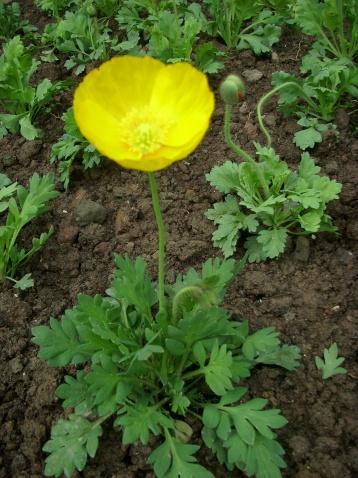 原摄〕虞美人 (29) - 狮子山上雾茫茫 - 狮子山上雾茫茫摄影集 的