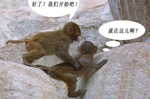搞笑恶搞猴子趣图
