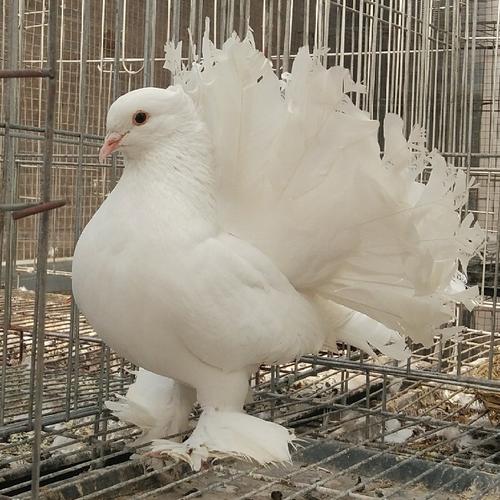 红马甲凤尾鸽一对多少钱 毛脚凤尾鸽子 红凤尾观赏鸽