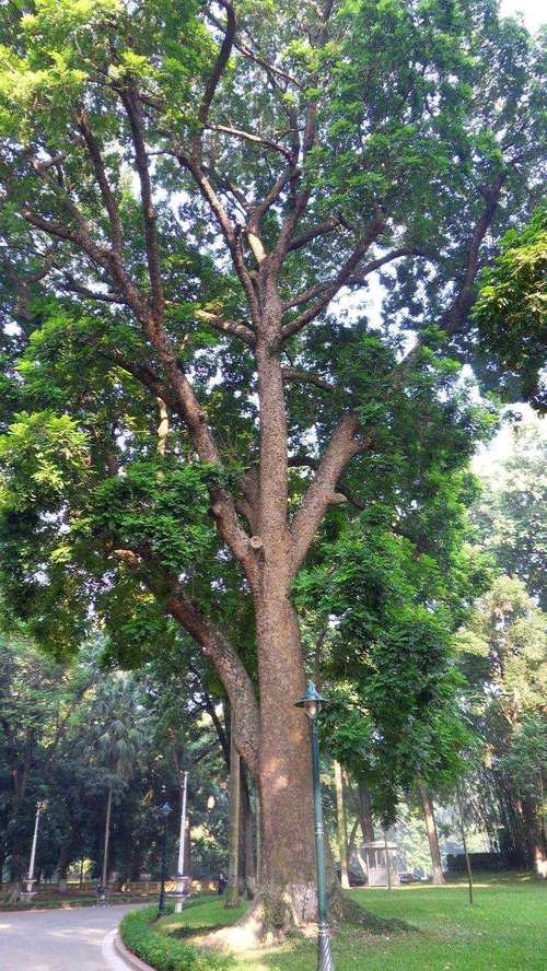 主席府内的小叶紫檀树.