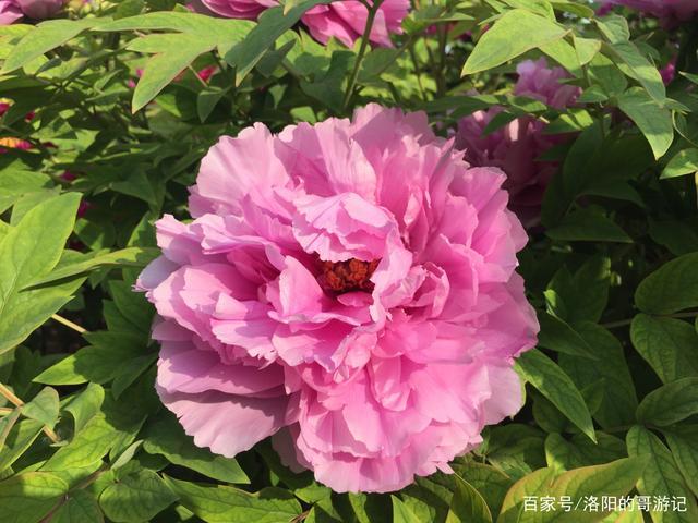 各种品种各种颜色的牡丹花,请来河南洛阳王城公园欣赏