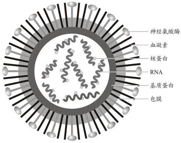 流感病毒结构图