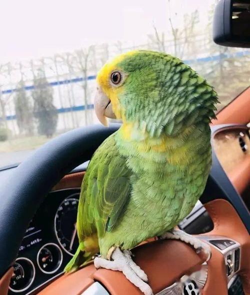 [鸟友汇鹦鹉俱乐部]亚马逊鹦鹉说话能力排行:蓝帽,小黄帽仅排二三,第