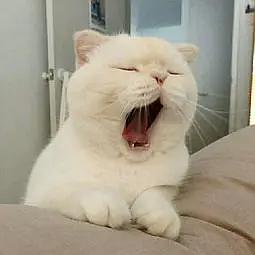 求一些打呵欠的图