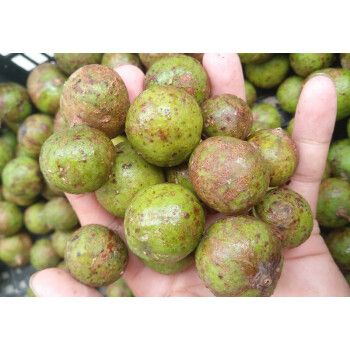 仁面果腌制果人面子人面果仁面子仁稔银莲果腌制原味500g3斤