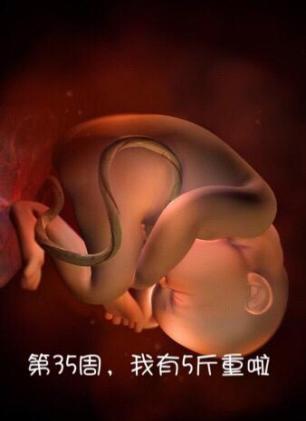 胎儿母体发育全过程-"我"和妈妈合体的40周
