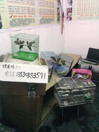 凤鸟演艺 灵鸟叼签 黄鸟叼签 黄鸟算命 小鸟算命 灵鸟算命 鸟叼签价格