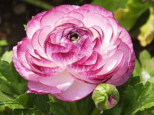 花毛茛花语是什么?花毛茛种植技巧