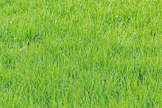 草地草坪_全景网