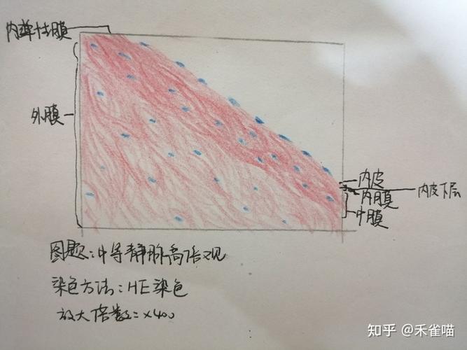 高倍镜肝静脉和门管区的组织结构