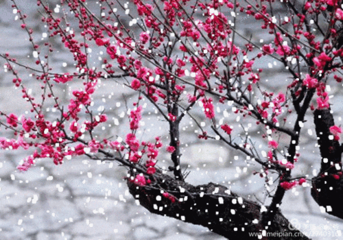白雪湘堤红梅赞