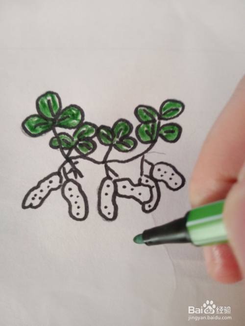 花生简笔画?