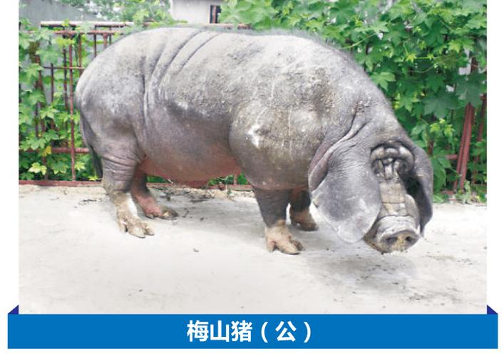 梅山猪二花脸母猪与大白,长白和杜洛克等外品种公猪杂交,均有显著的