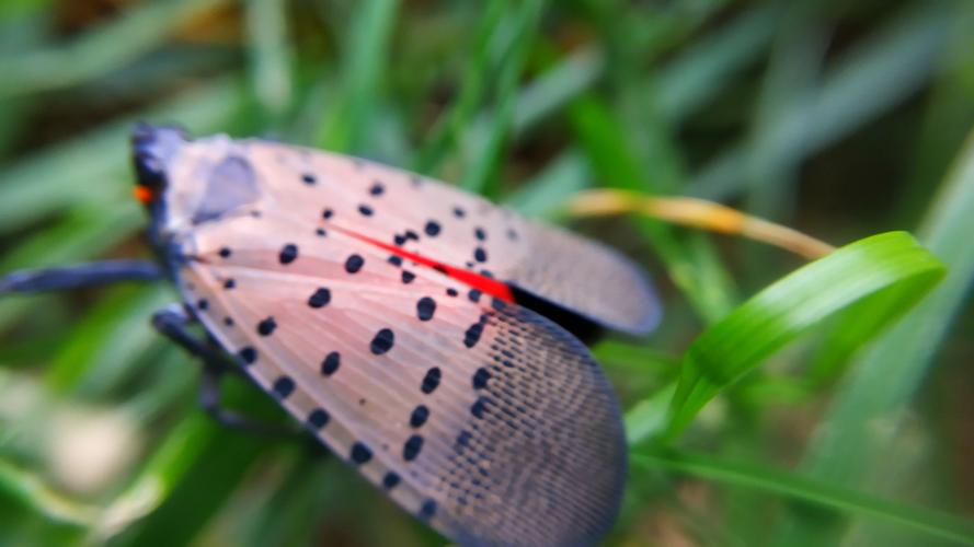 花姑娘(花蹦蹦)