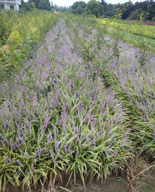 安徽麦冬草批发厂家介绍繁殖方式及病害防治