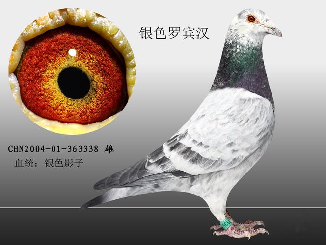 银色影子_北京五岳鸽业_ ag188.com爱鸽商城_中国信鸽信息网