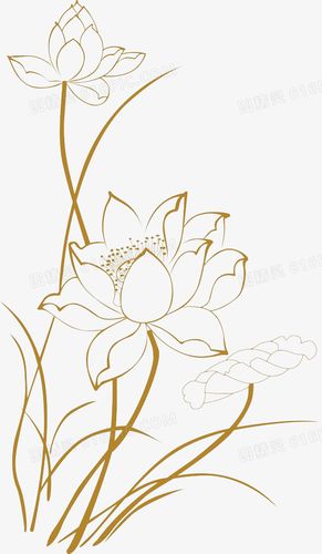 荷花线条图
