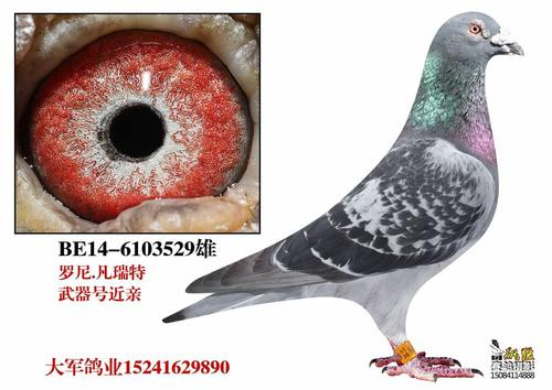 罗尼.凡瑞特 武器号近亲