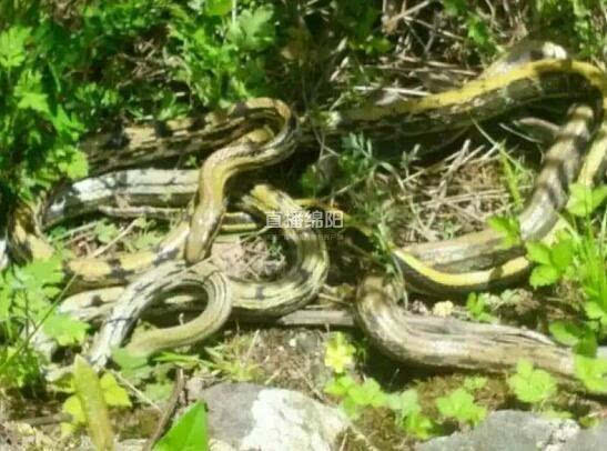 绵阳一树林里蛇抱团出没 三五成群缠绕一起(图)