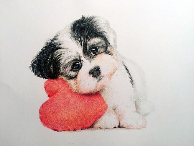 原创作品:彩铅画—忧郁的狗狗