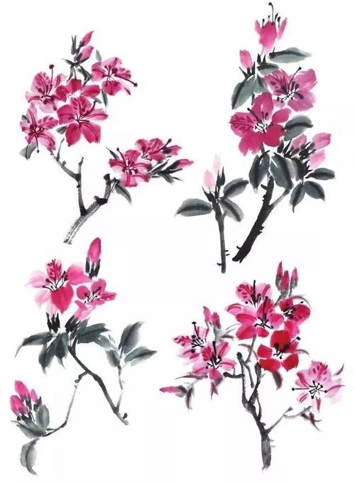 简单入门教程,写意杜鹃花和茨菰的画法