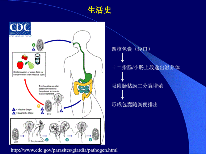 网站首页 海量文档 生活休闲 科普知识 蓝氏贾第鞭毛虫.pdf