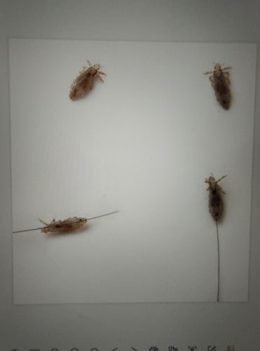 虱虫体背腹扁平,足端具特殊的攫握器以便固定于体表.